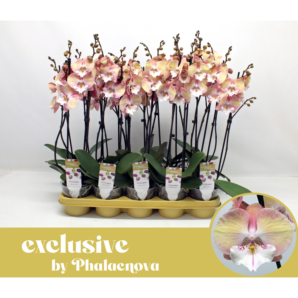 Round saucer / Underfad 42cm.