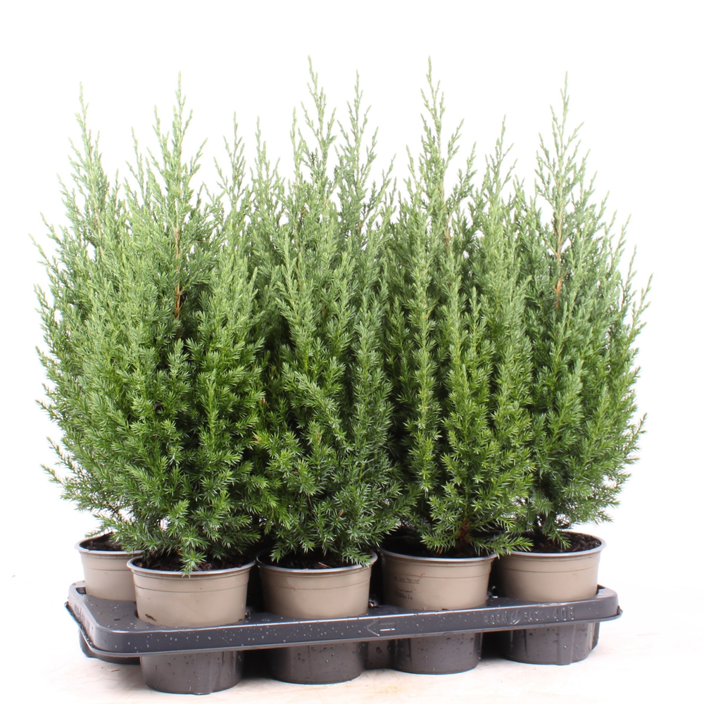 Juniperus chinensis 'Stricta'.