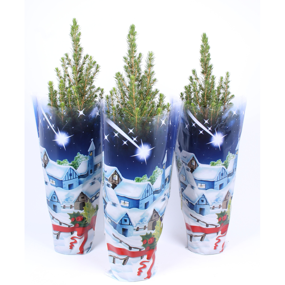 Picea glauca 'Conica' blauwe hoes met dichte bodem.