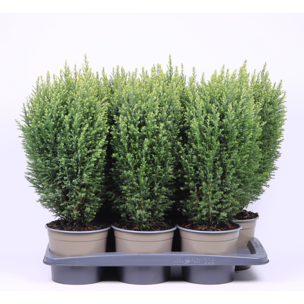Chamaecyparis lawsoniana 'Snow White'.