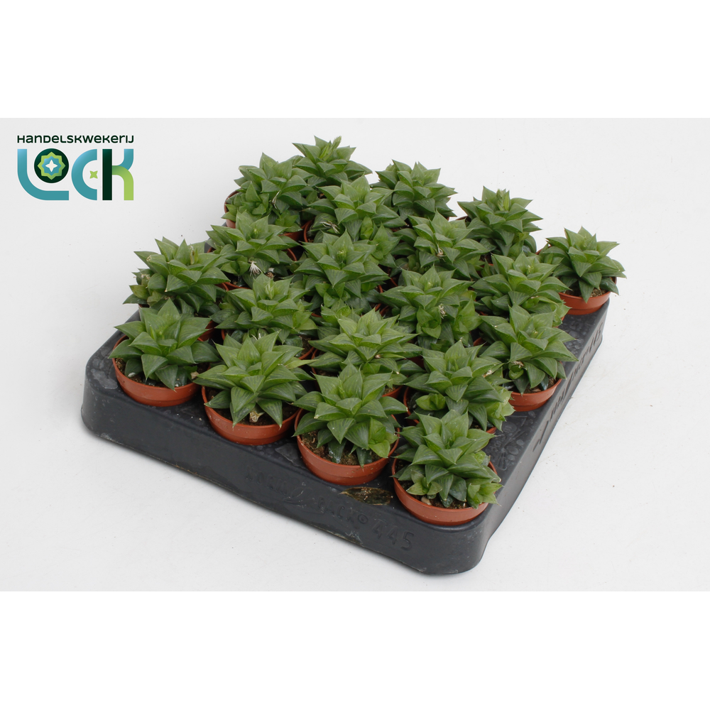 Haworthia Cymbiformis.