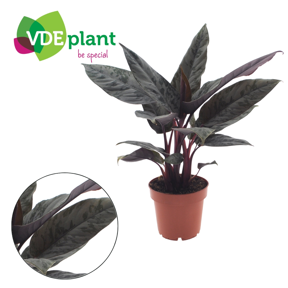 Apoballis Acuminatissima 'Red Sword' 12cm.