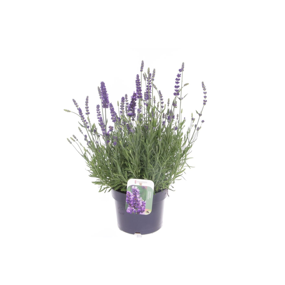 Lavandula Spear Blue.