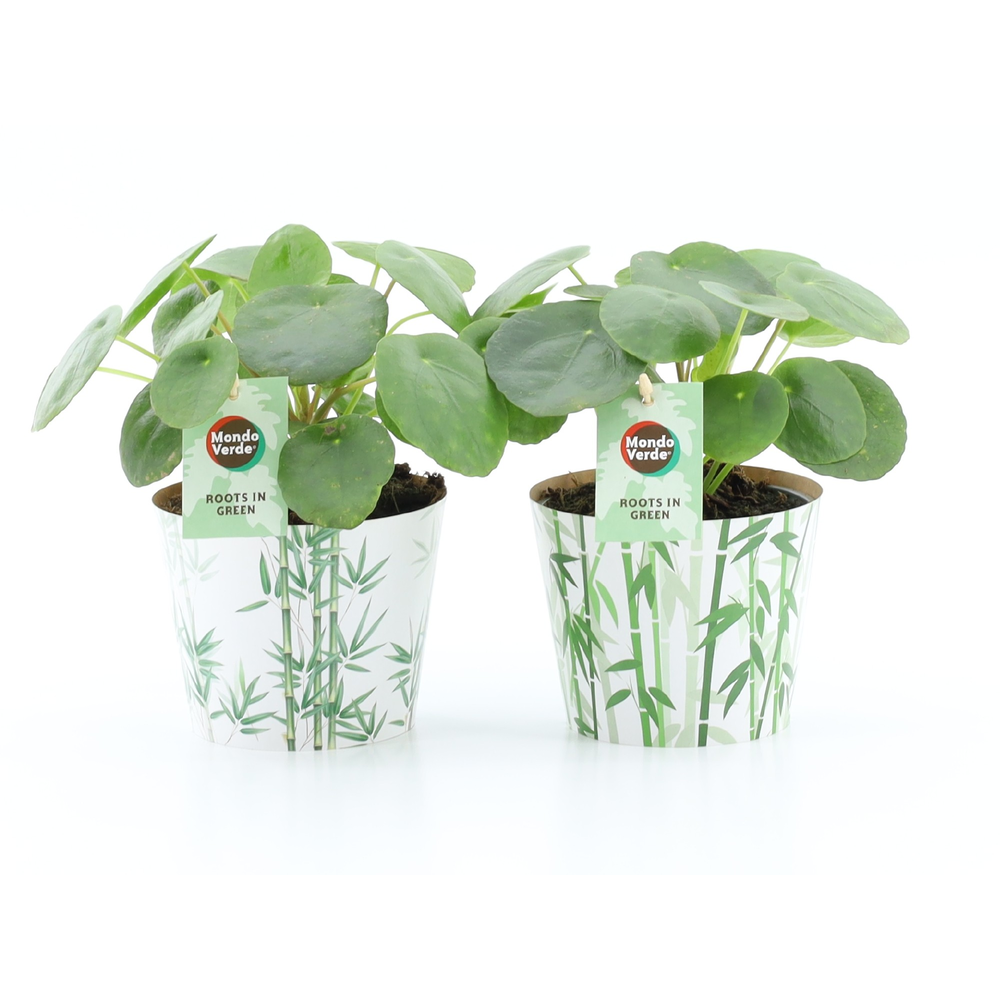 Pilea Peperomioides in Potcover Bamboo.