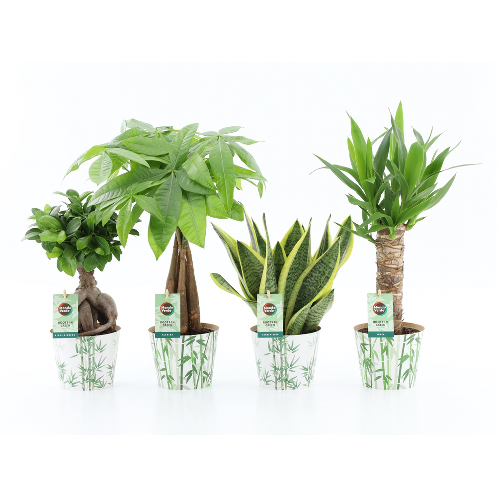 Amazone Mix in Potcover Bamboo.