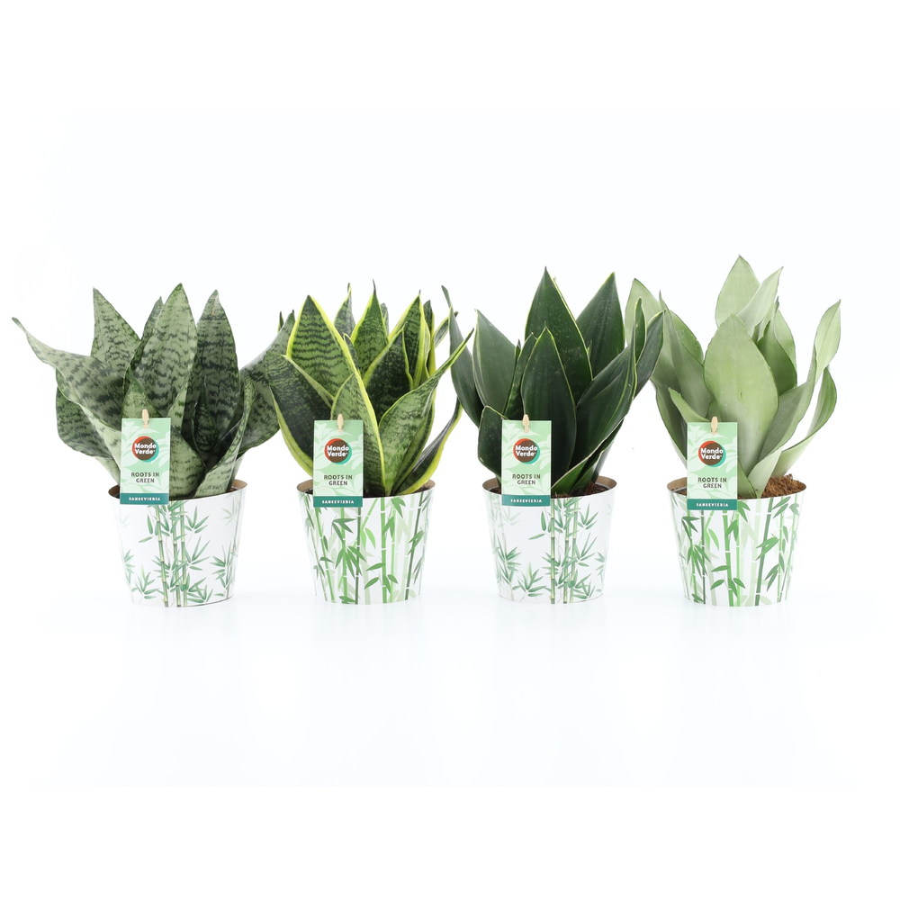 Sansevieria Mix in Potcover Bamboo.