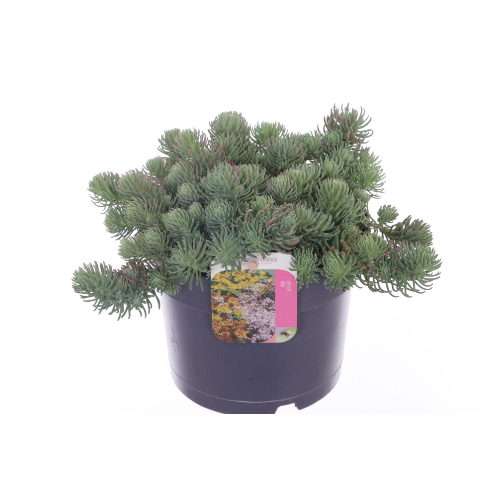 Sedum forsterianum Oracle.