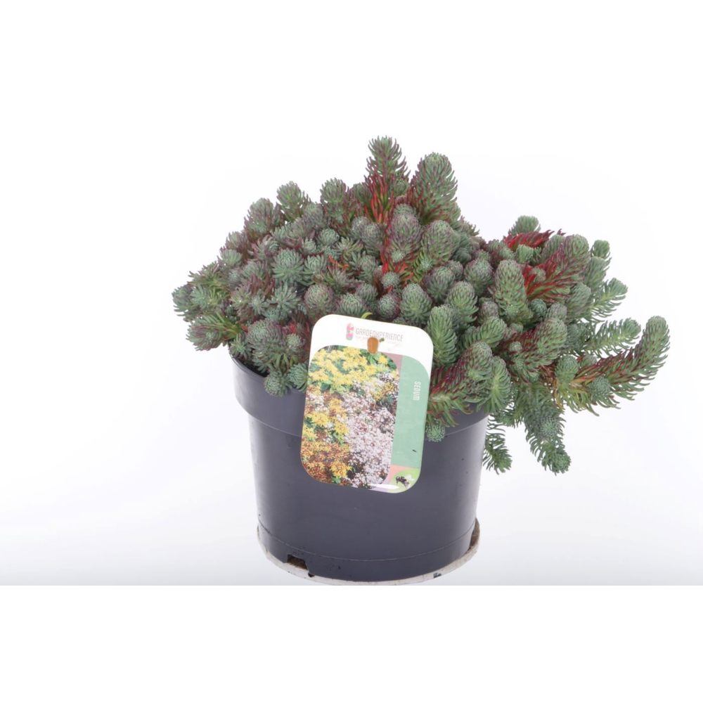 Sedum forsterianum Oracle.