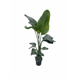 Strelitzia nicolaï p24 3pp 150+.