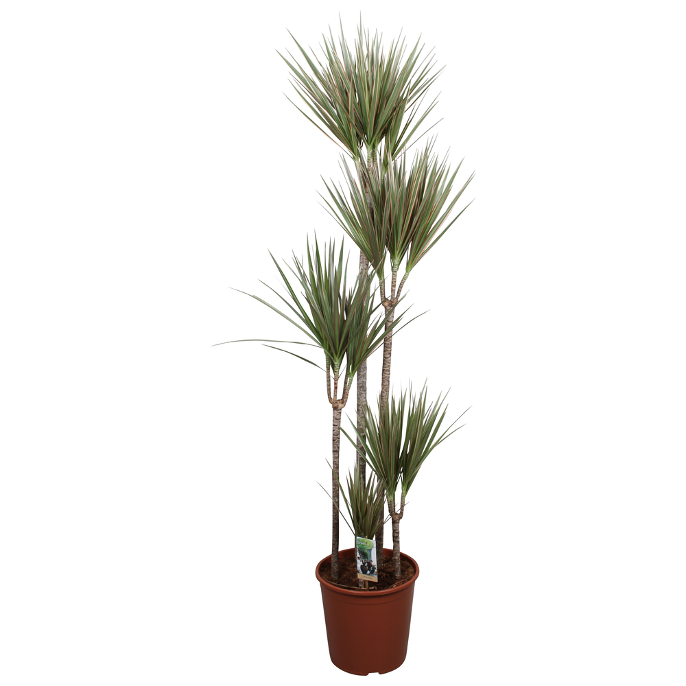 Dracaena Bicolor 120-90-60-30-15.