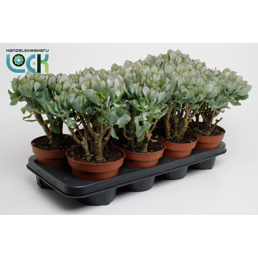 Crassula Cristaat (Arborescens Undilatifolia).