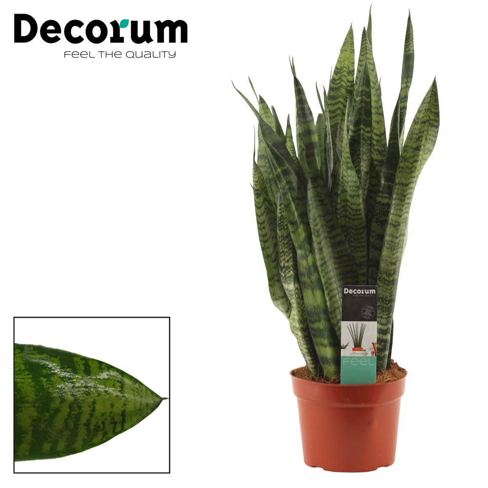 Sansevieria Zeylanica Regular 17 cm (Decorum).
