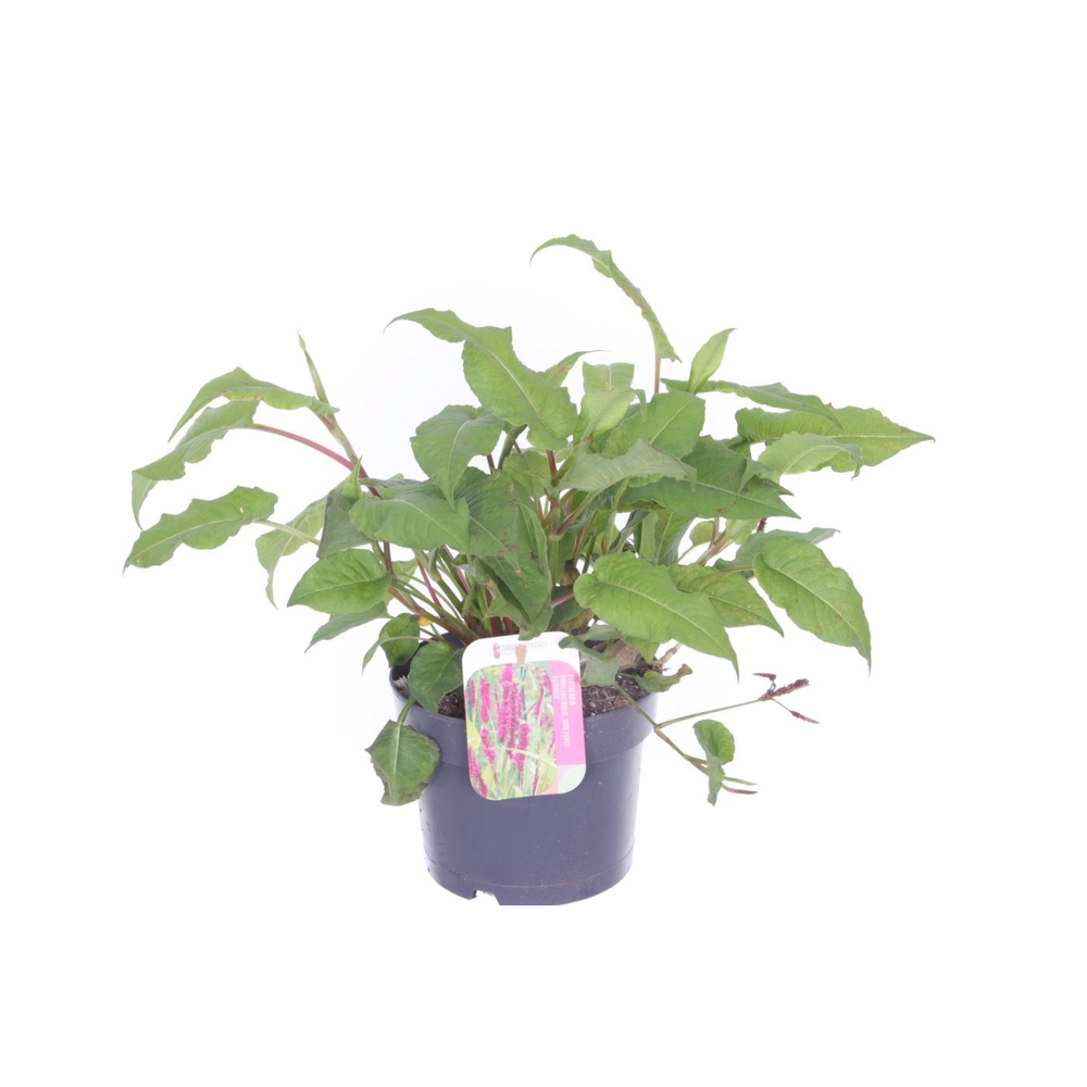 Persicaria amplexicaulis Amethyst Summer.