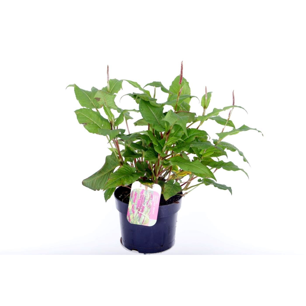 Persicaria amplexicaulis Amethyst Summer.