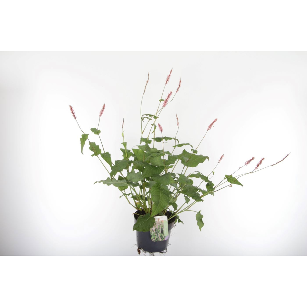 Persicaria amplexicaulis Rosea.