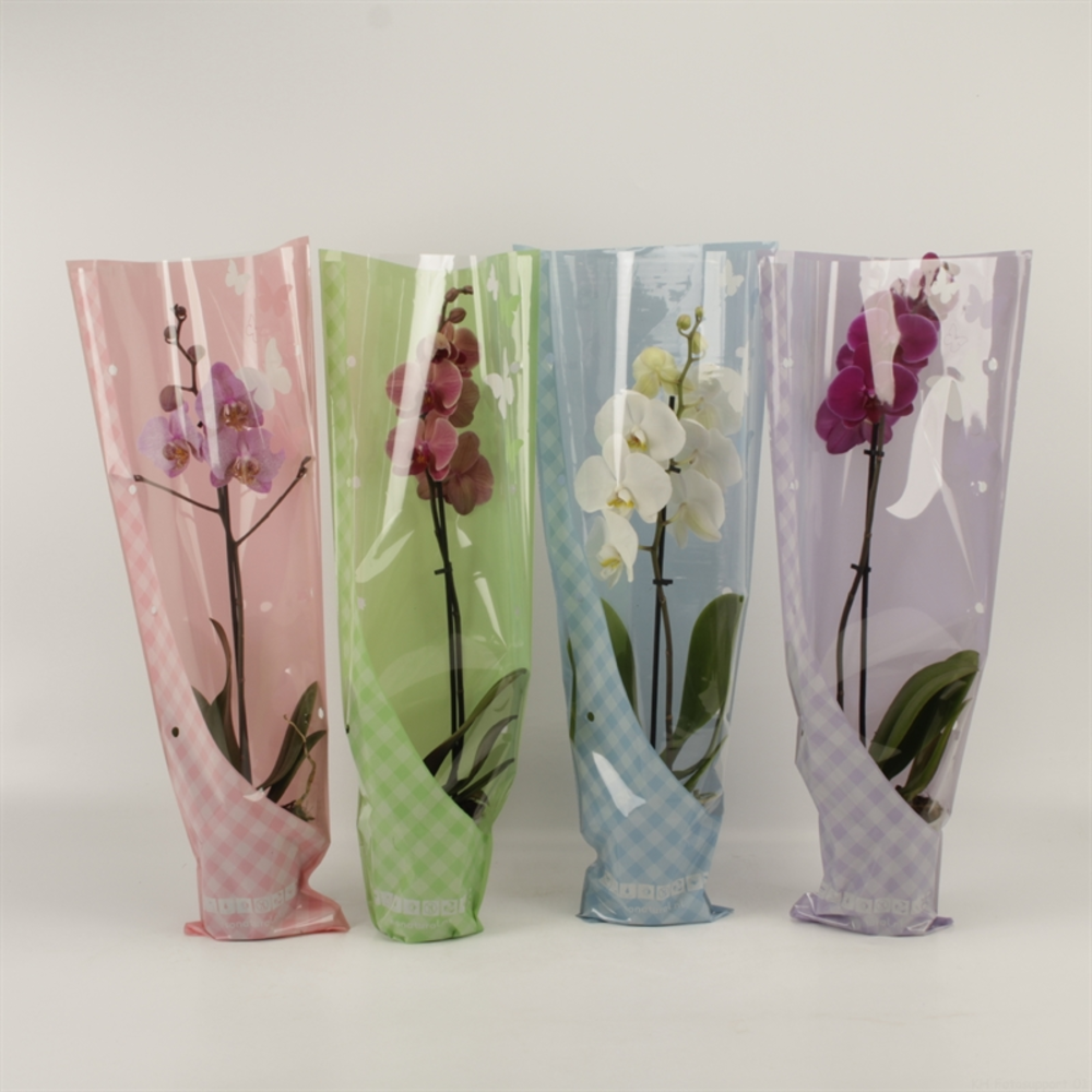 Phalaenopsis gemengd 1 tak gemengd in vlinder zome.