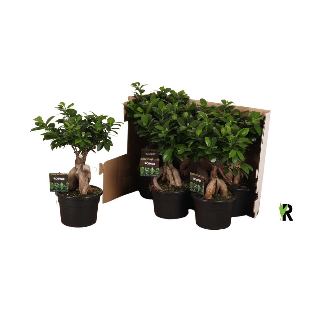 Ficus micr. Ginseng in fust 348.
