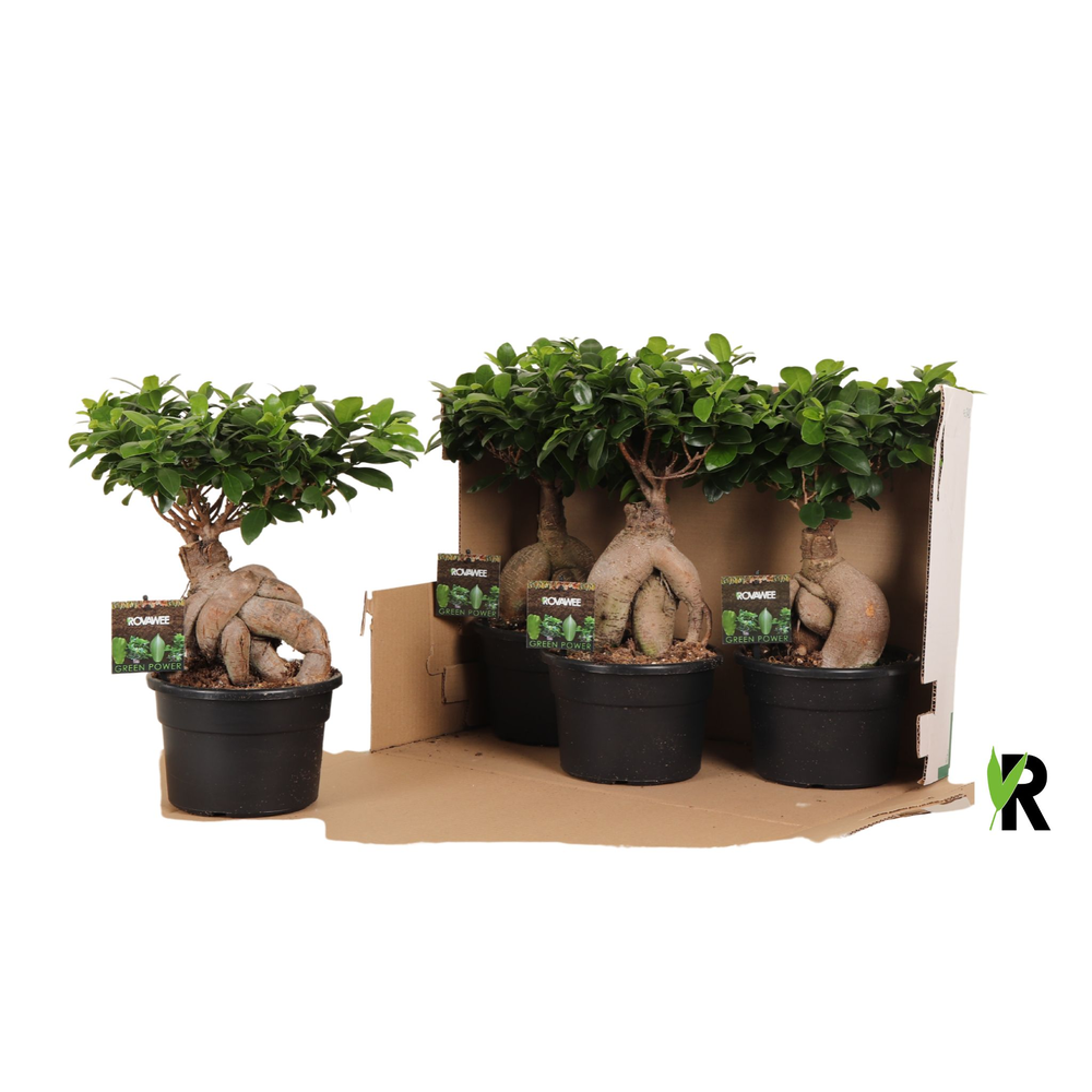 Ficus micr. Ginseng in kunststof pot in fust 348.