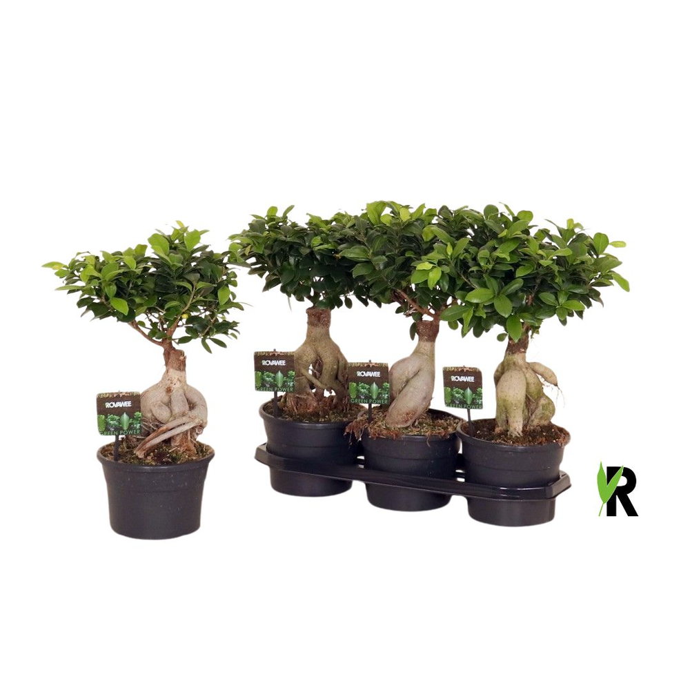 Ficus micr. Ginseng in fust 955.