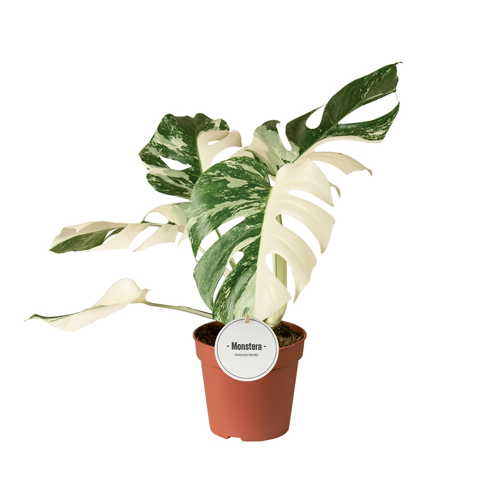 Monstera Deliciosa Variegata Super White.