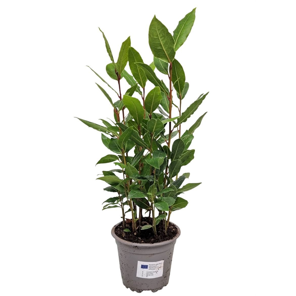 Laurus Nobilis Bush.
