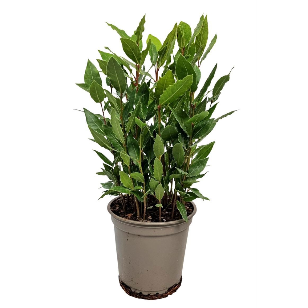 Laurus Nobilis Bush.