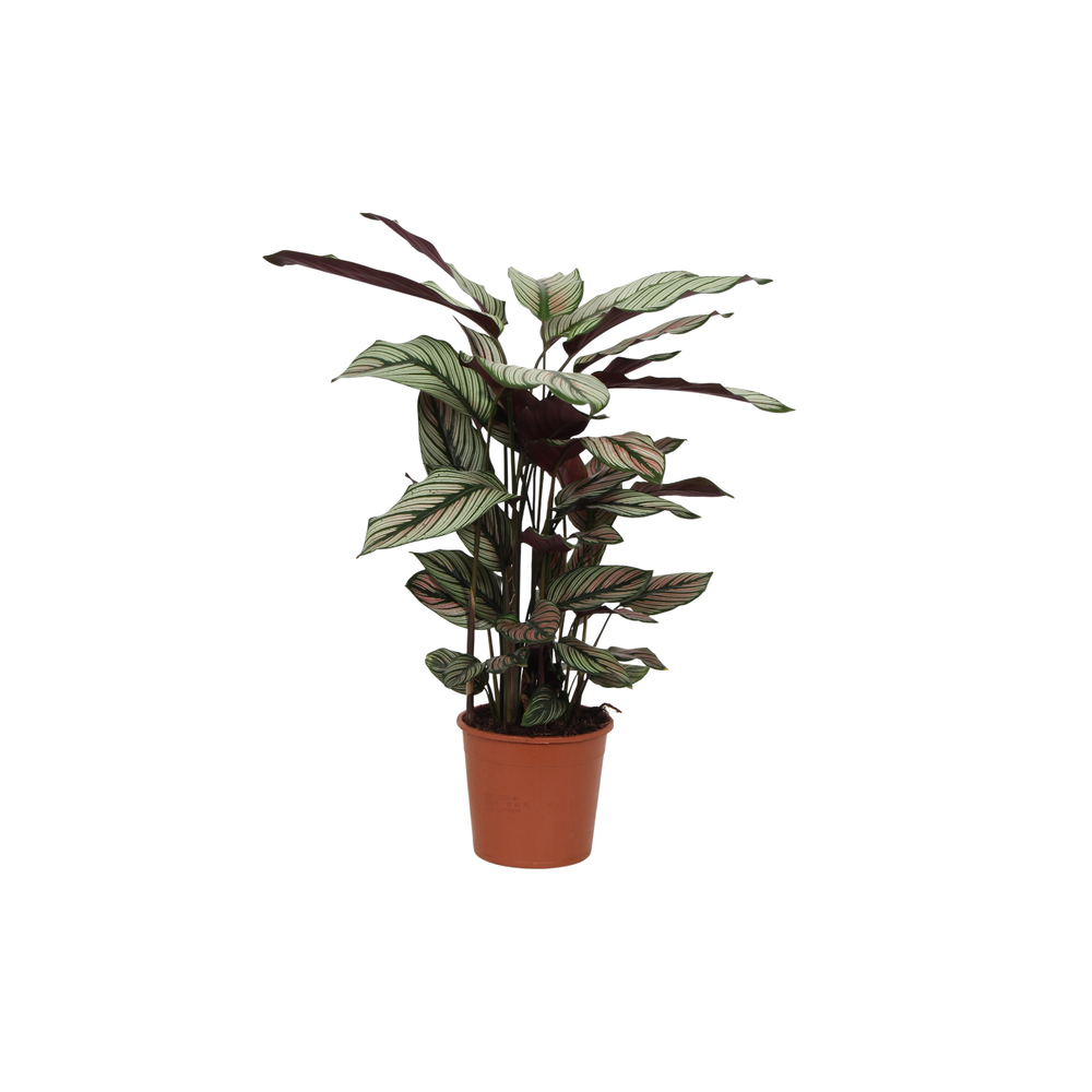 Calathea 14cm White Fusion Rhythm of Nature zonder.