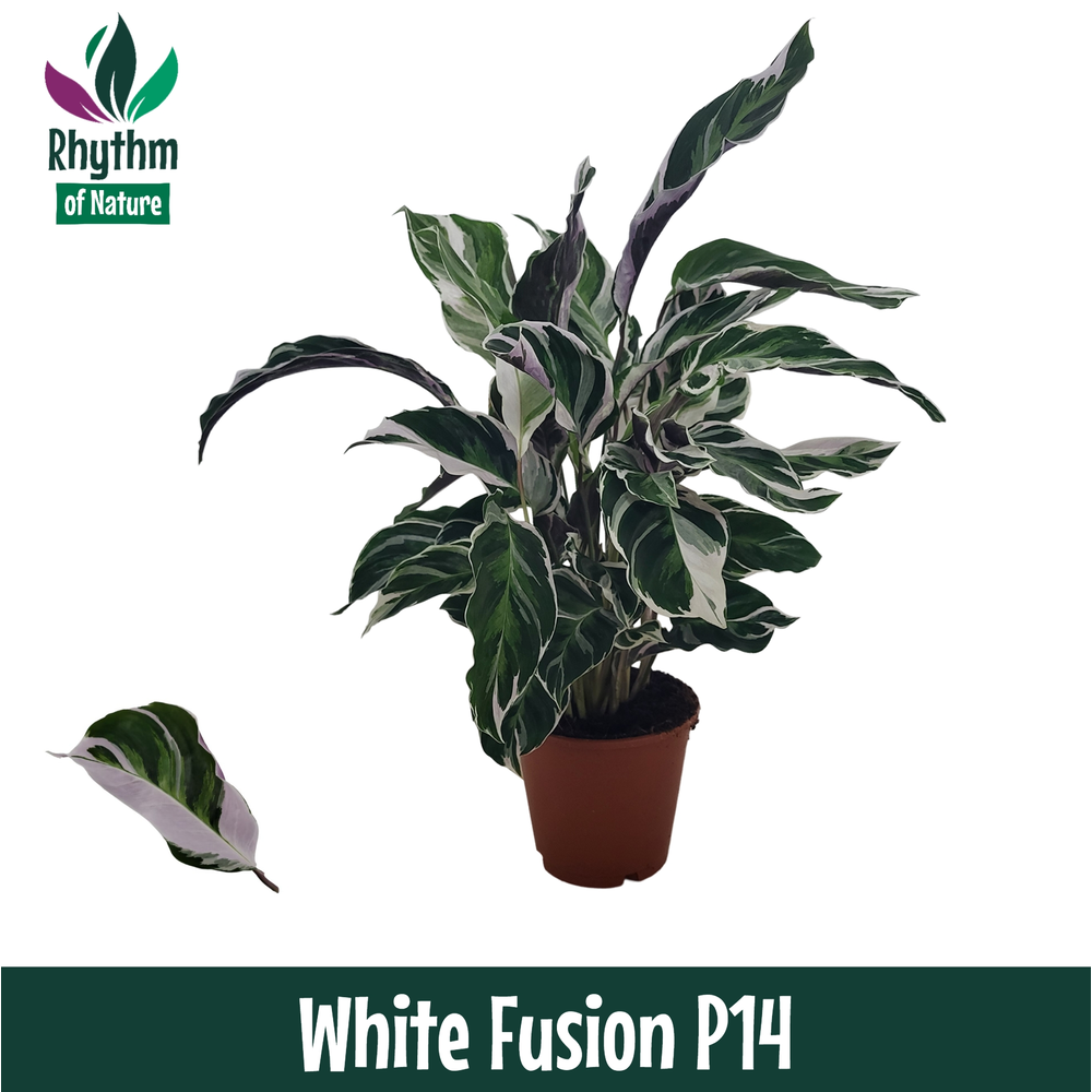 Calathea 14cm White Fusion Rhythm of Nature.