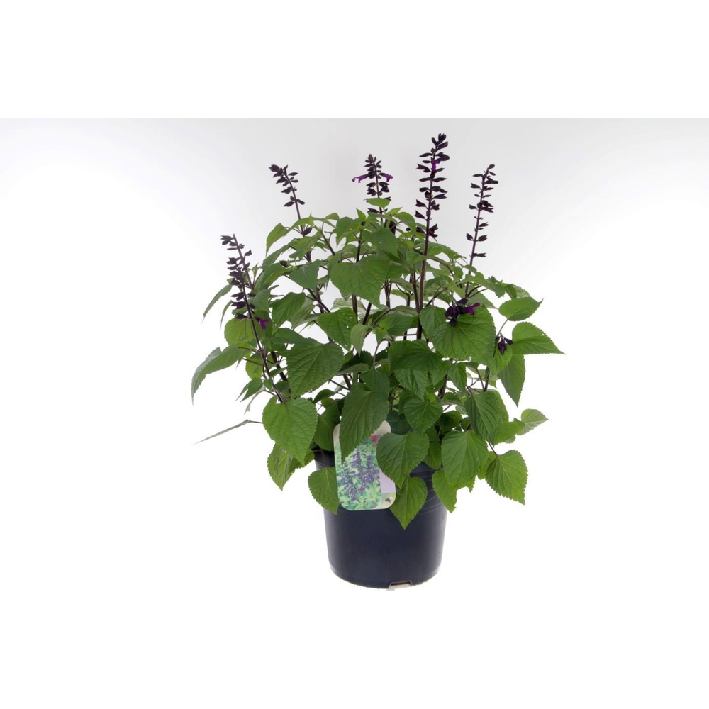 Salvia hybr. amistad.
