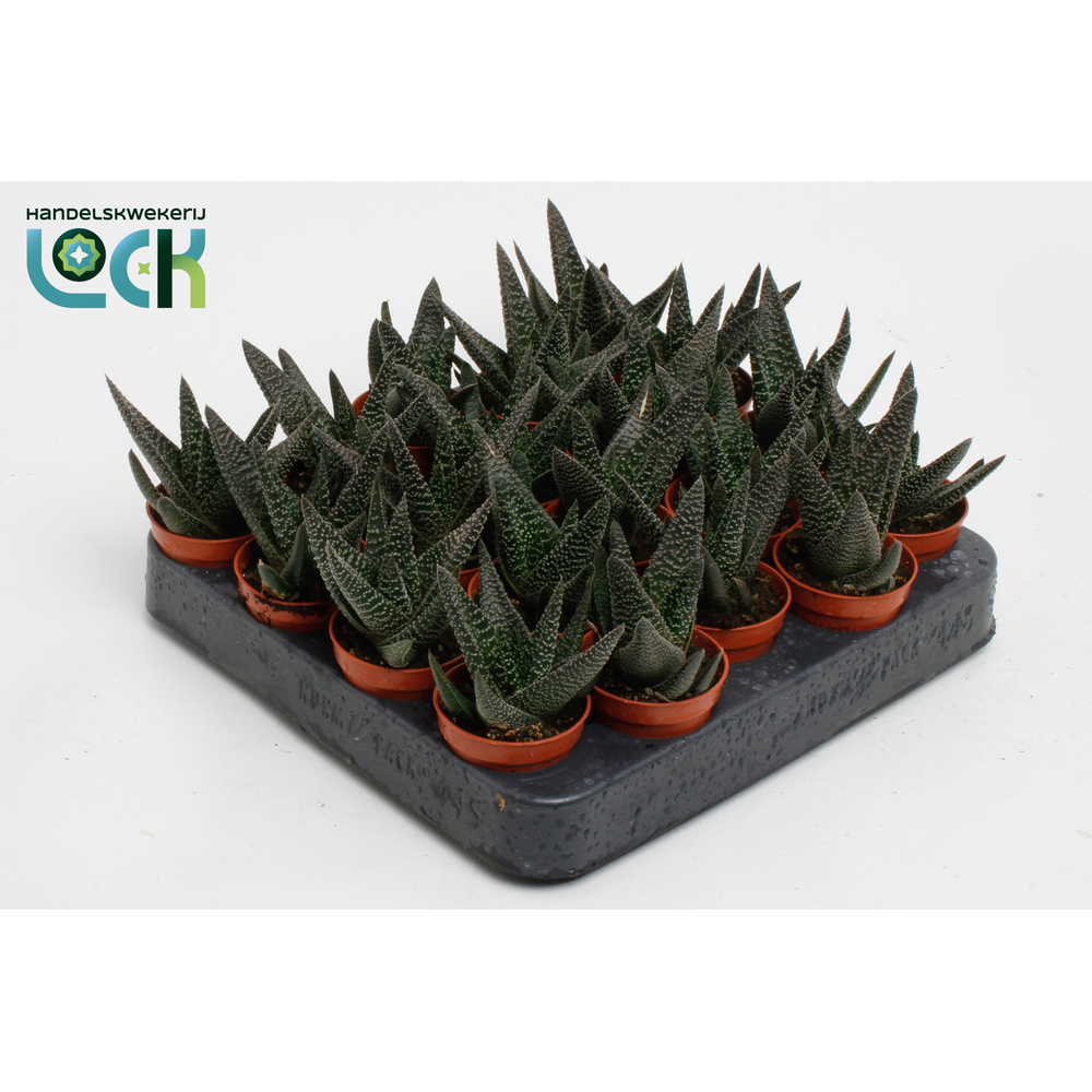 Haworthia Gasworthia 'Royal Highness.