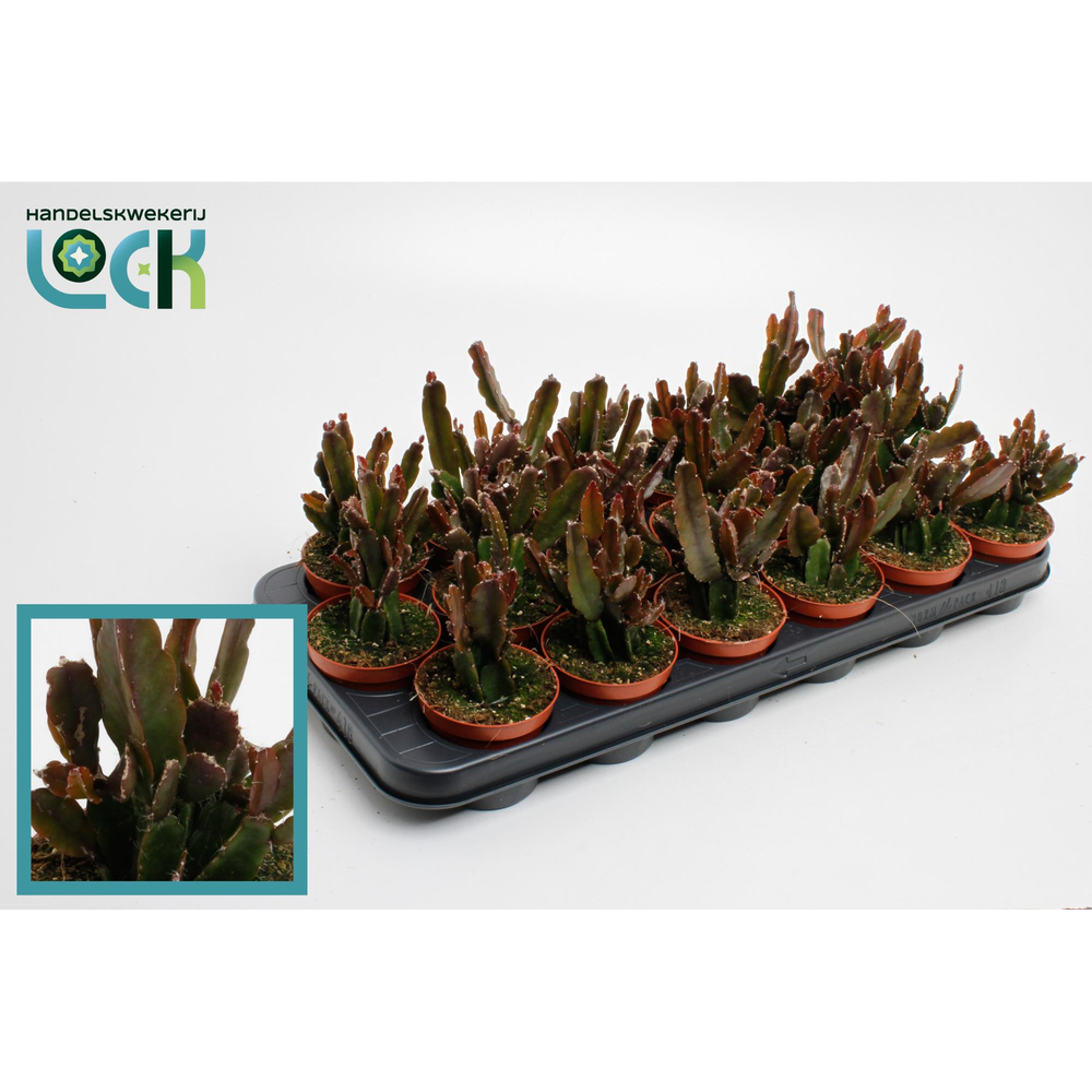 Rhipsalis Agudoensis.