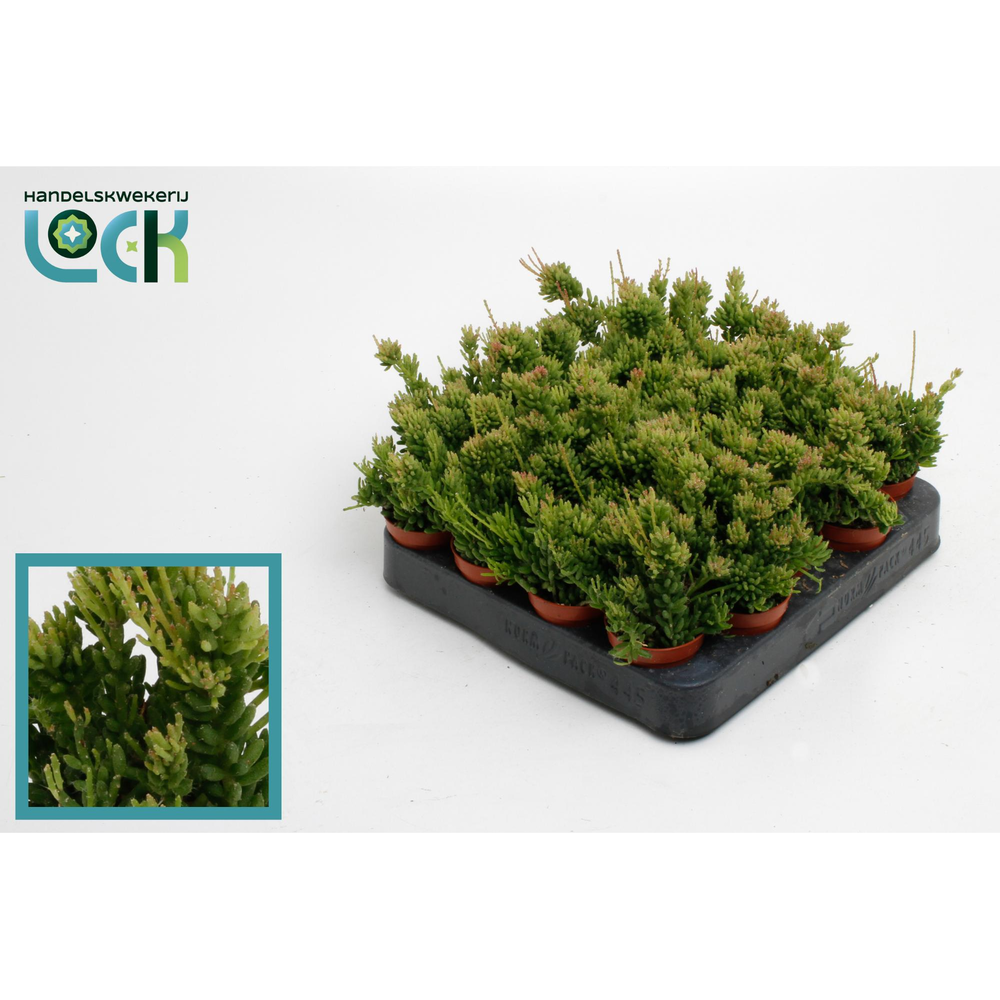 Rhipsalis Mesembryanthemoides.