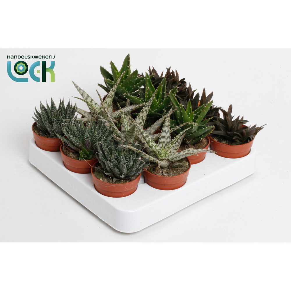 Aloe mix.