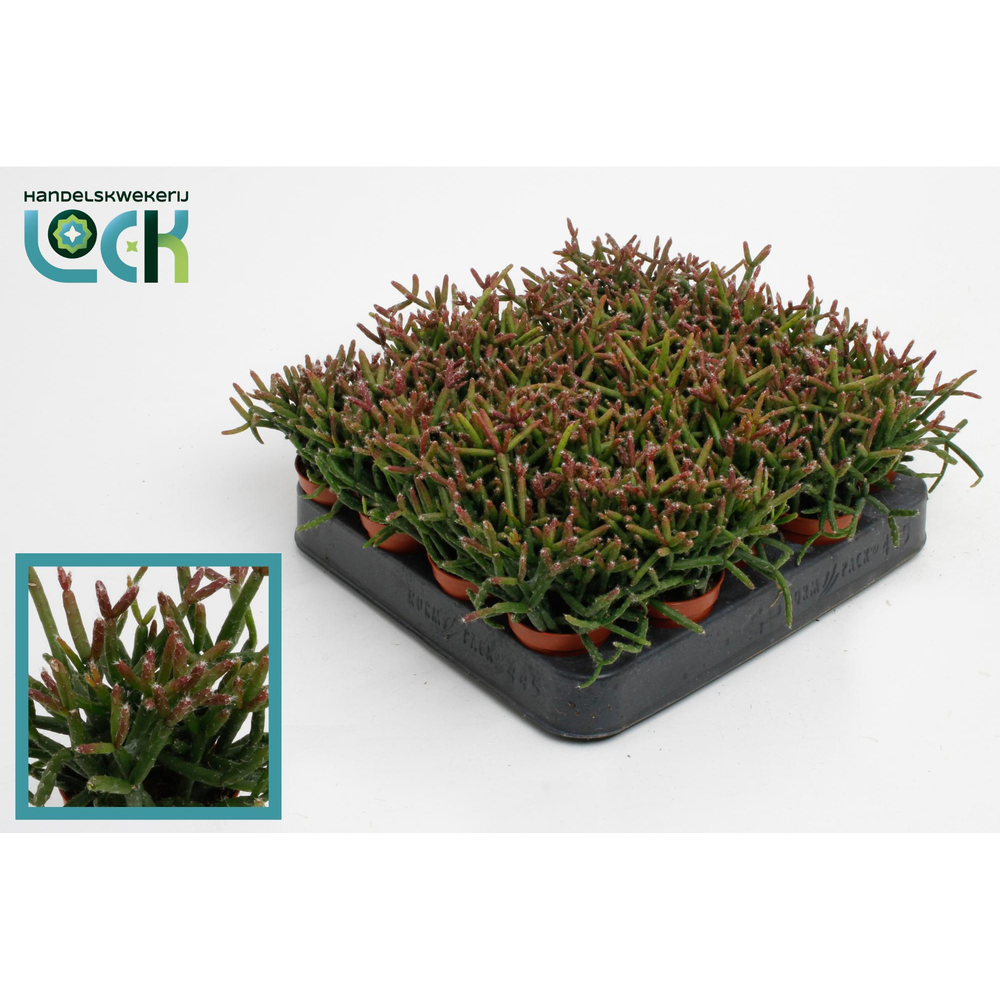Rhipsalis Burchellii.