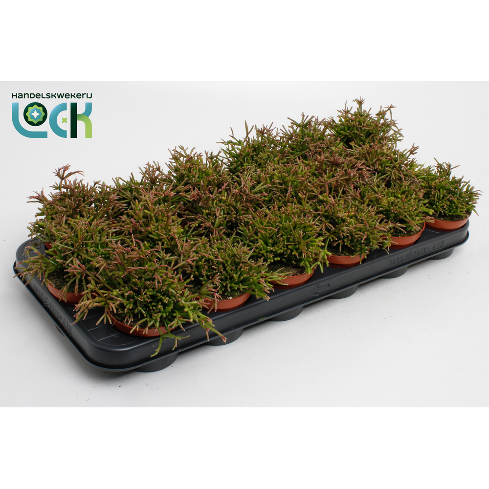 Rhipsalis Clavata.