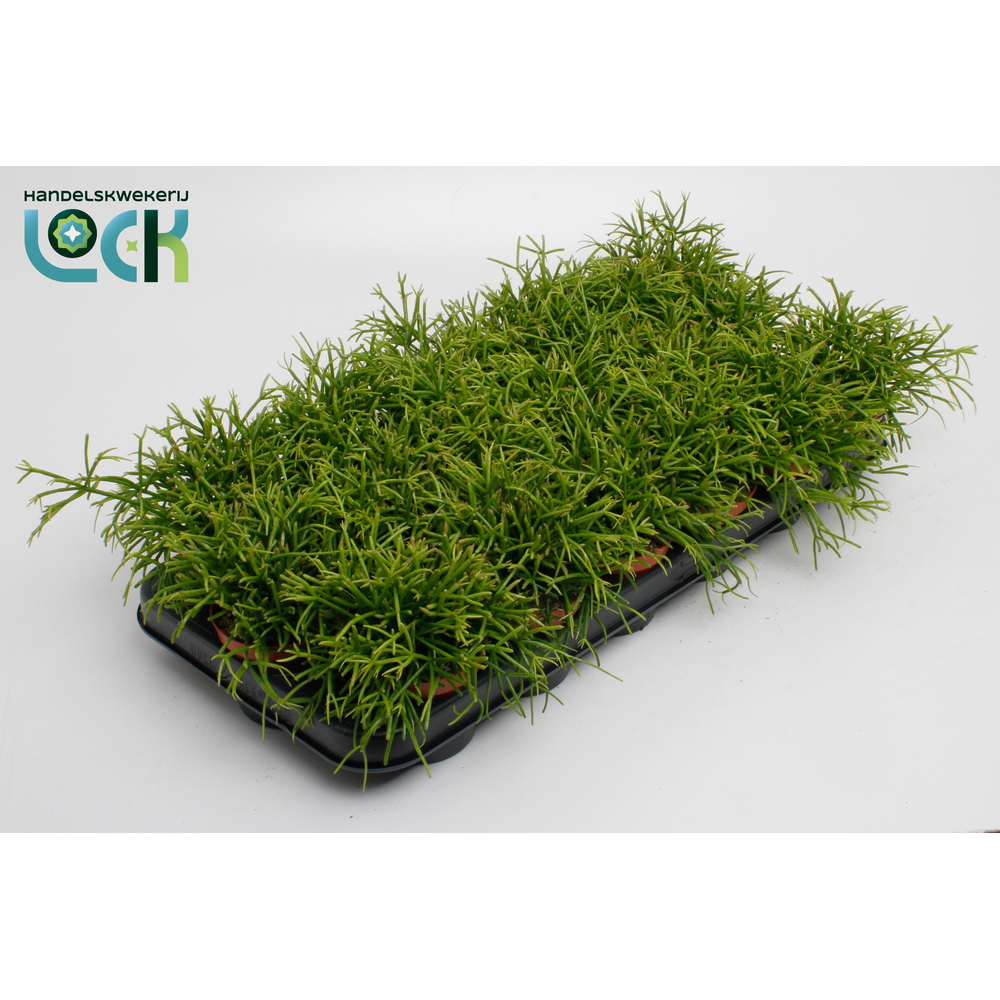 Rhipsalis Baccifera Oasis.