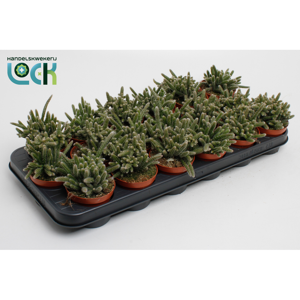Rhipsalis Horrida.