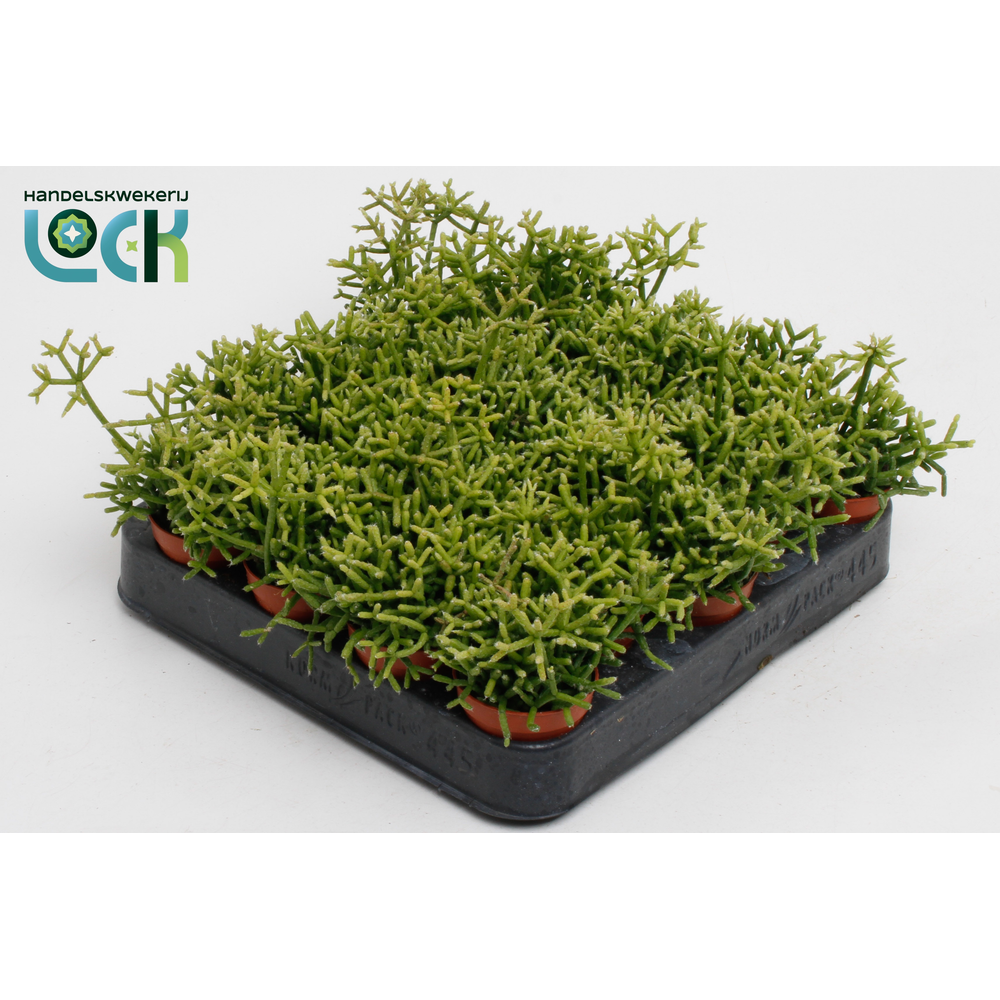 Rhipsalis Heteroclada.