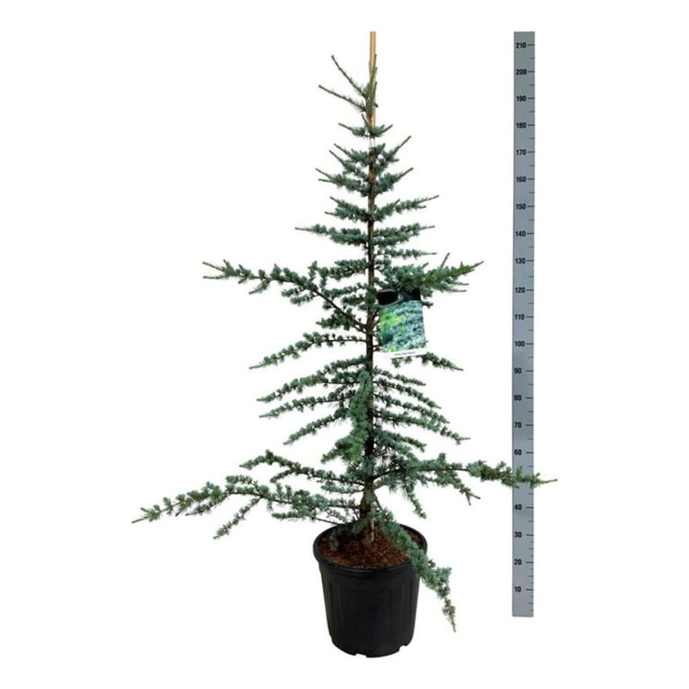 Cedrus libani 'Glauca'.