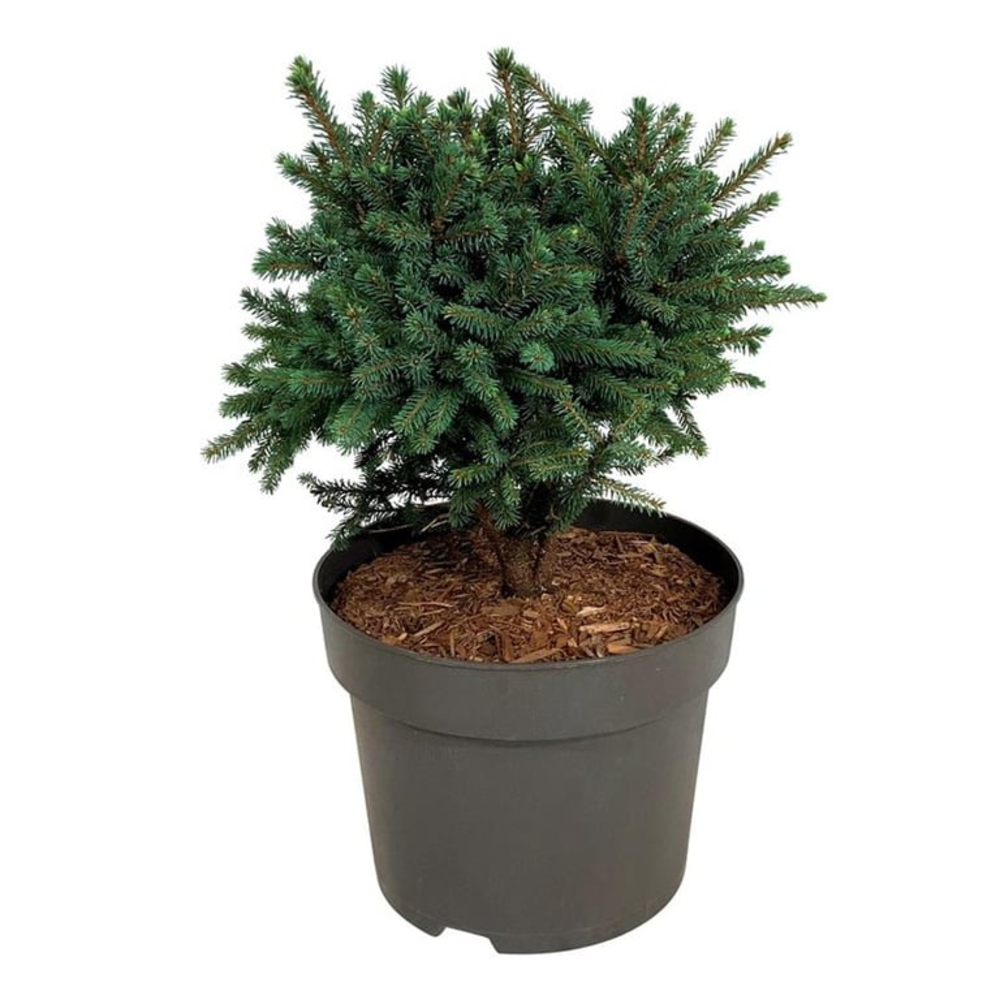 Picea gl. 'Echiniformis'.