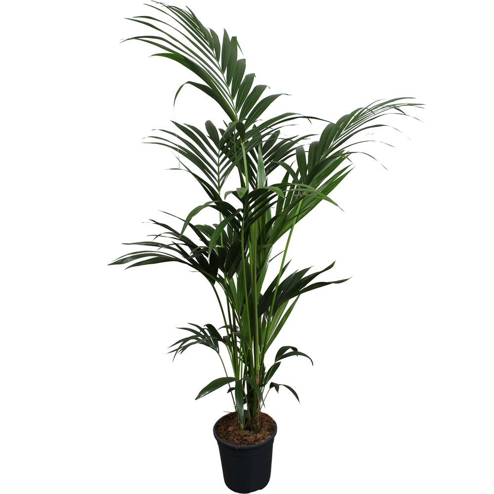 Howea forsteriana (Kentia) 6 pit 160-180cm.