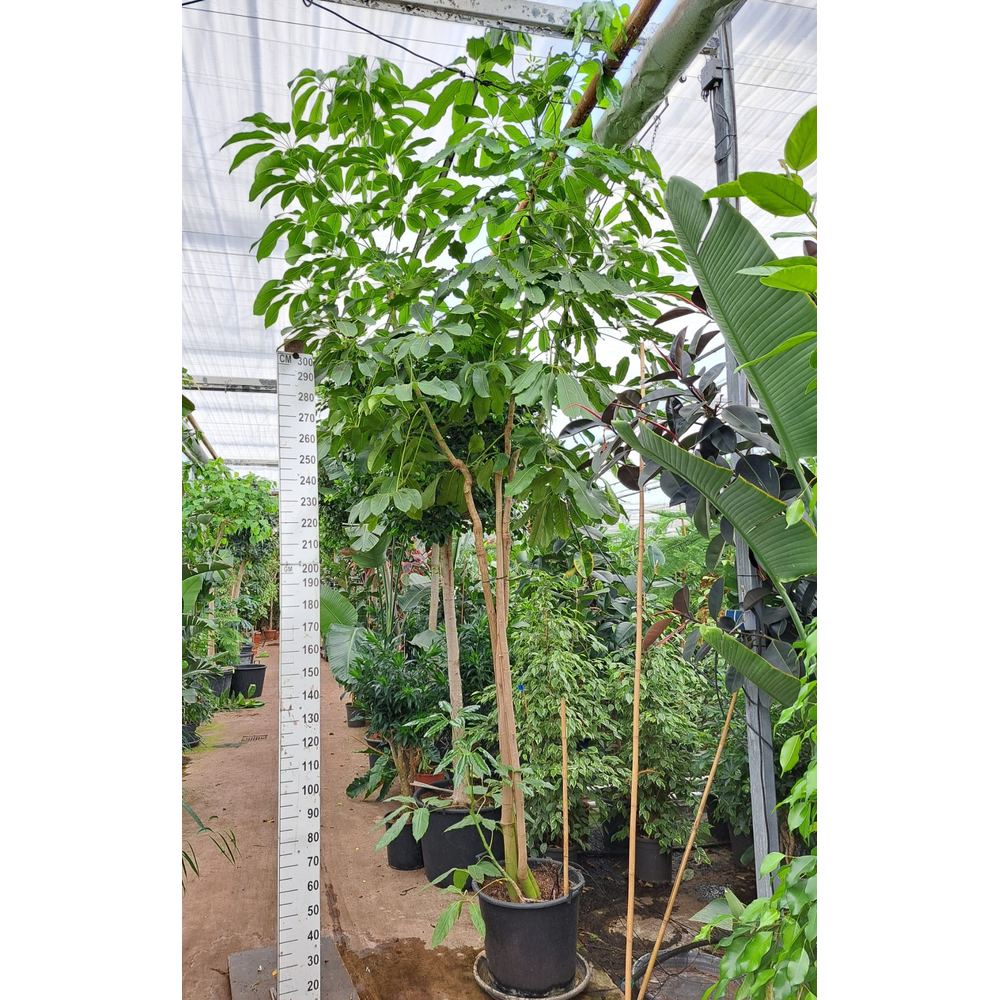 Schefflera Amate multistam 500.