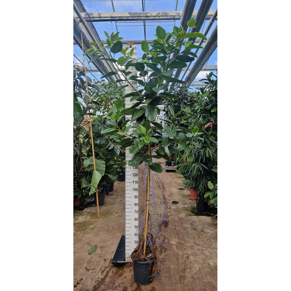 Ficus Altissima gedraaide stam 300.