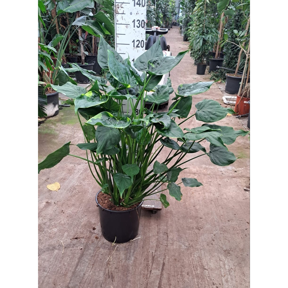 Alocasia Cucullata XXL.