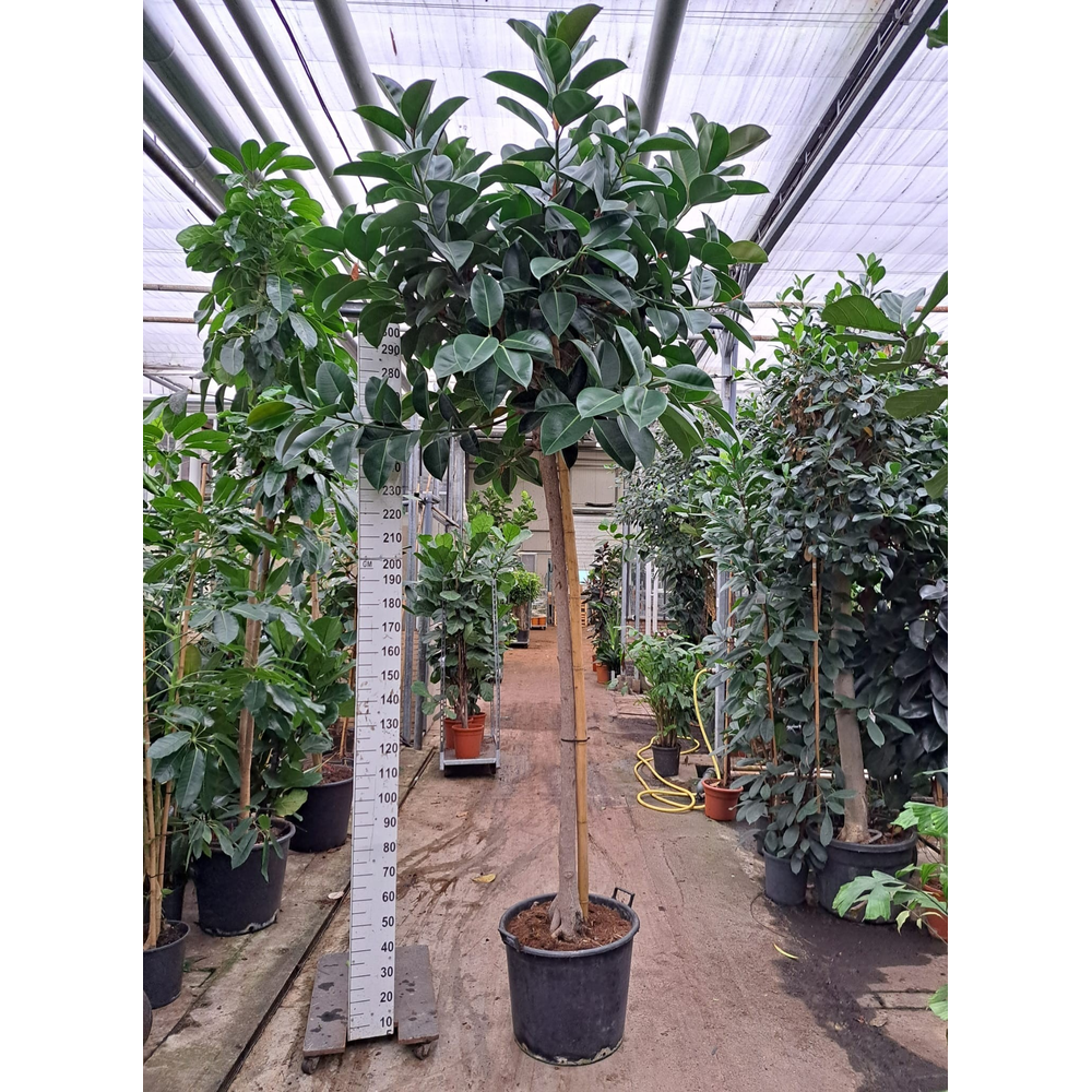 Ficus Elastica Robusta stam 360cm.