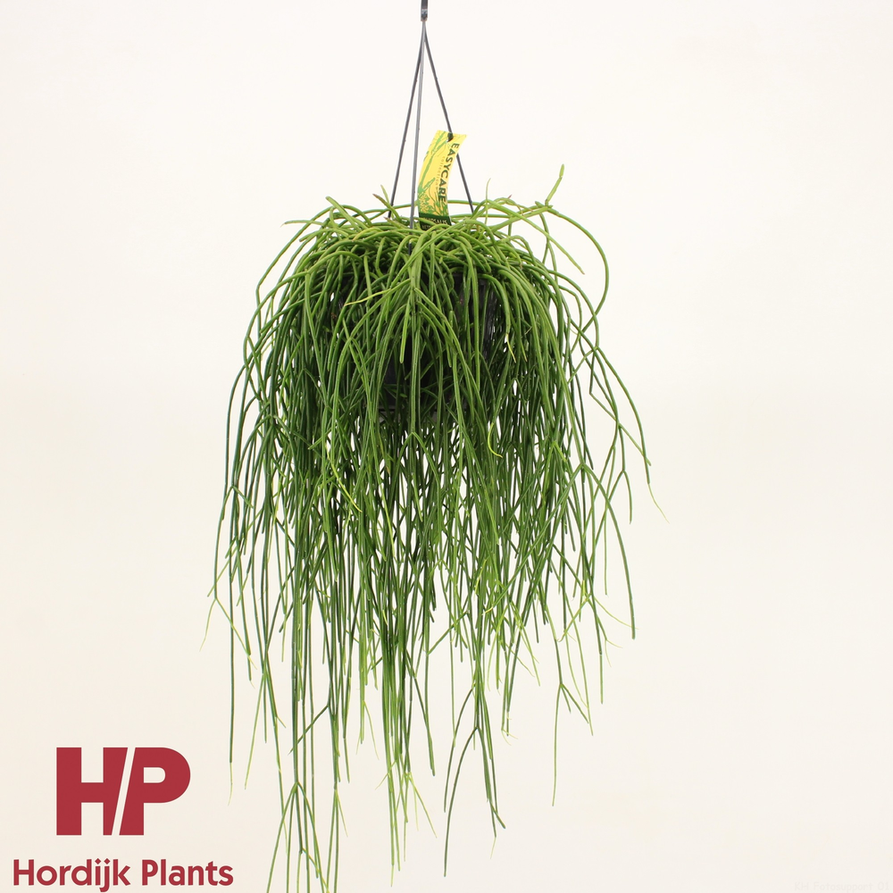 Rhipsalis shaferi.