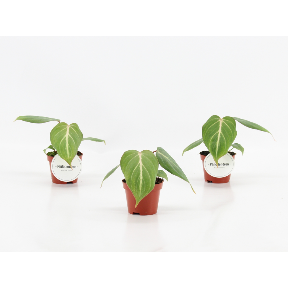 Philodendron Gloriosum.