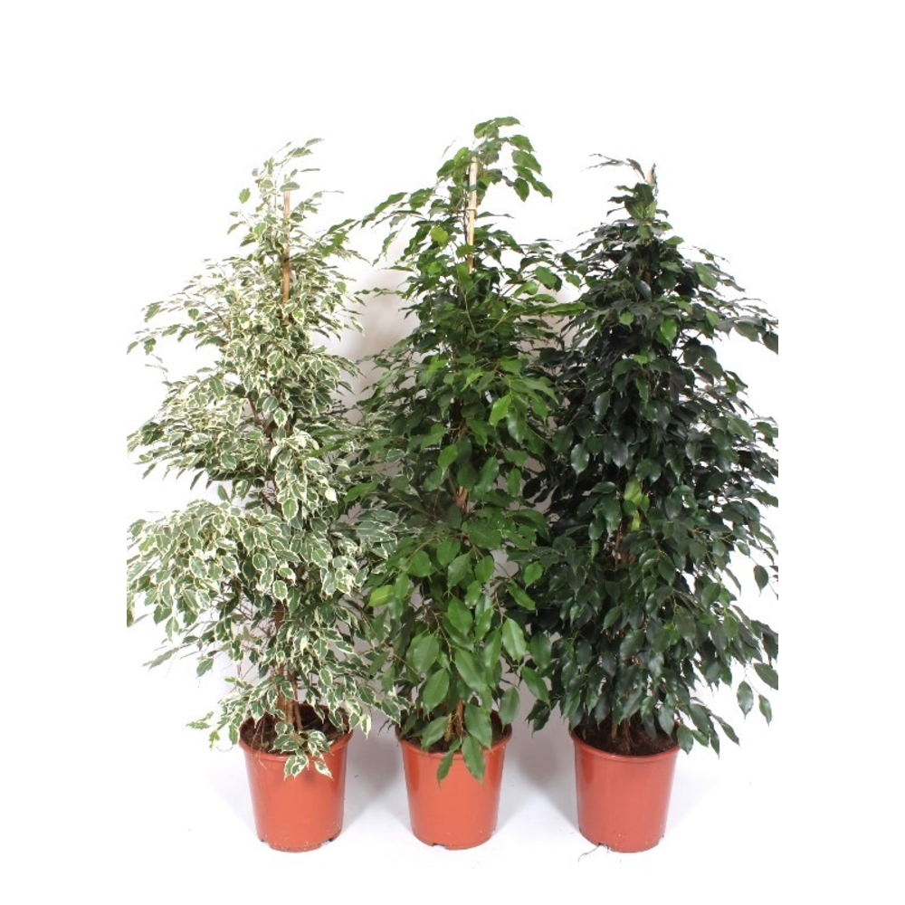 Ficus Mixkar.