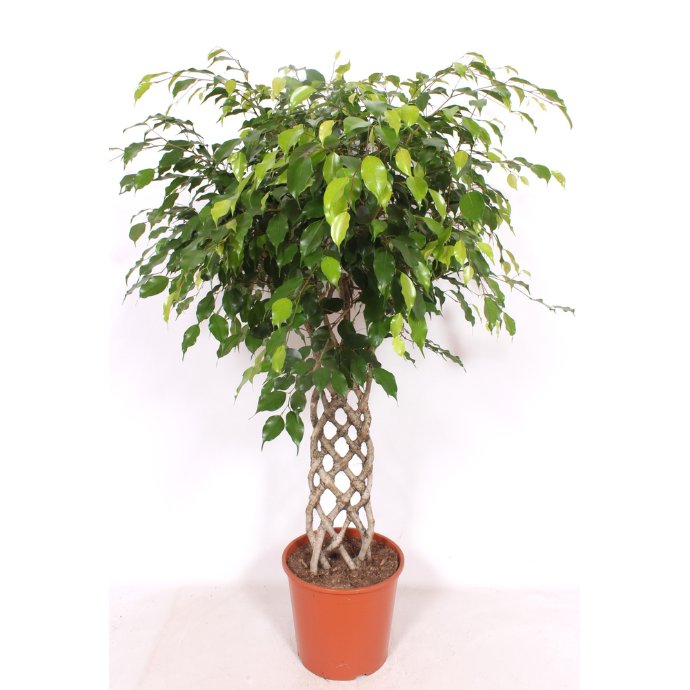 Ficus Exotica.