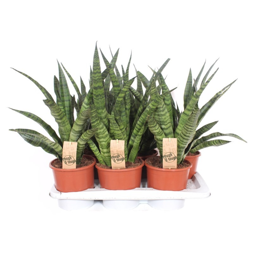 Sansevieria Diamond Green.